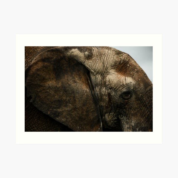 Elephant Eye Art Print