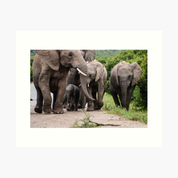 A Family of elephants Art Print