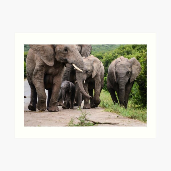 A Family of elephants Art Print