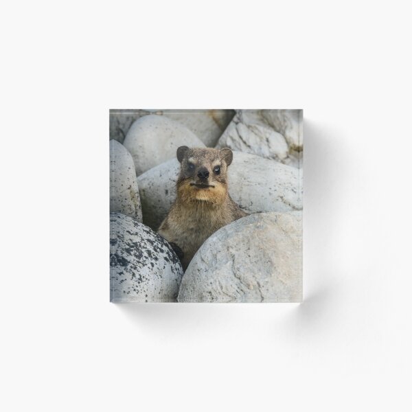 Dassie Acrylic Block