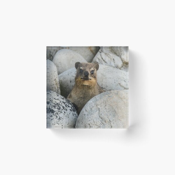Dassie Acrylic Block