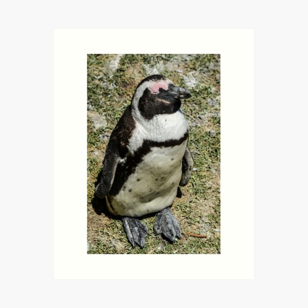 African Penguin Art Print