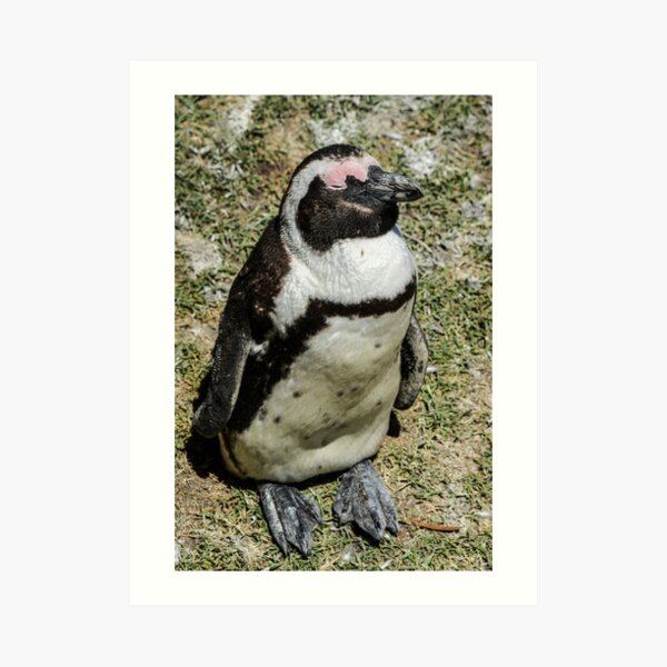African Penguin Art Print