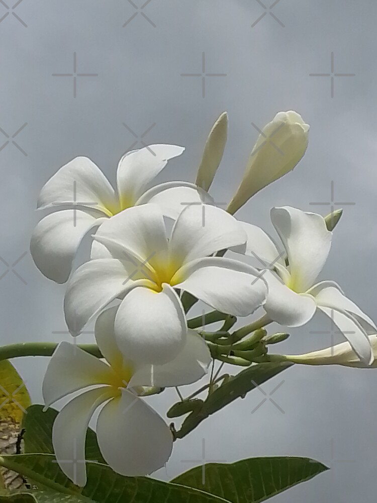 "GUAM, FMG6966, PLUMERIA, FLOWER, MANTIS ON THE STEM" Sticker for Sale