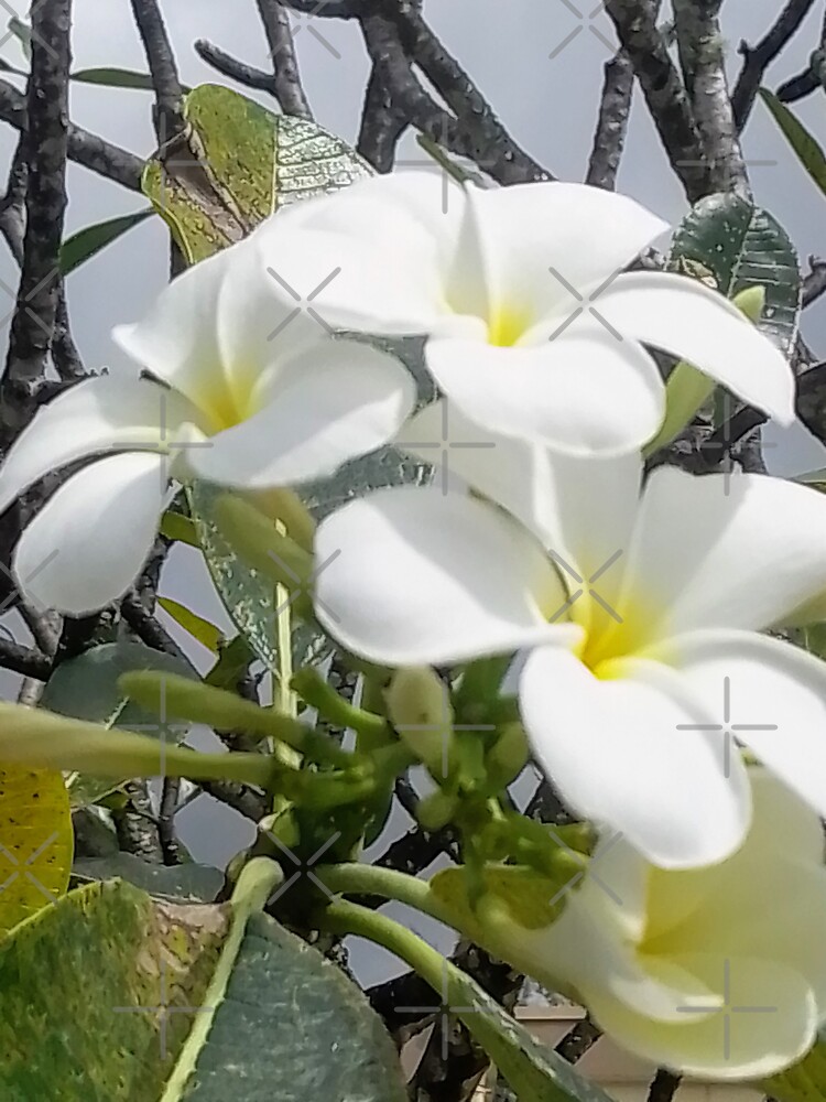 "GUAM, FMG6966, PLUMERIA, FLOWER" Sticker by FMG6966 Redbubble