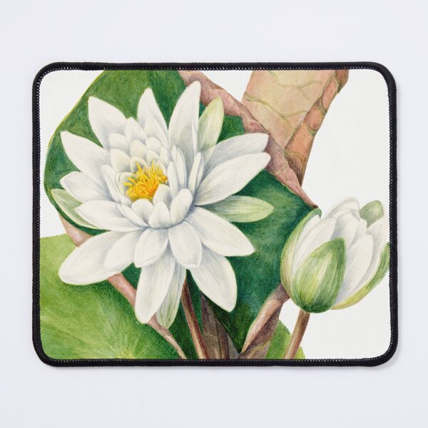 Item preview, American Waterlily by Mary Vaux Walcott designed and sold by InHerits.
