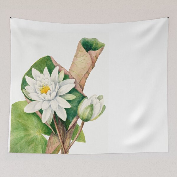 Item preview, American Waterlily by Mary Vaux Walcott designed and sold by InHerits.