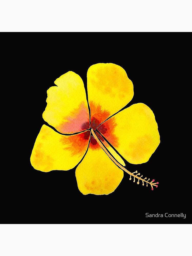 Yellow Hibiscus Flower with a black background