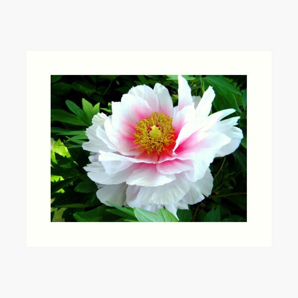 Item preview, White Pink Peony designed and sold by LenStanleyYesh.