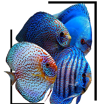 Artwork thumbnail, Discus Fish by GFishy