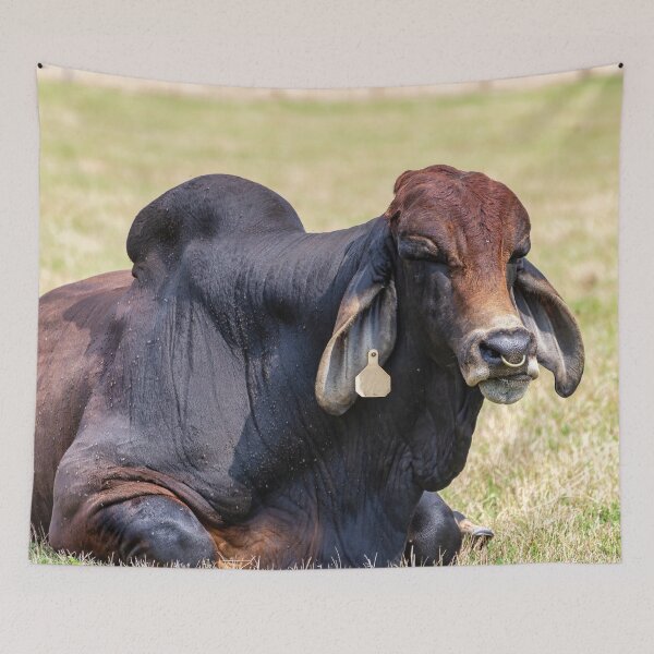 Item preview, Thats a whole lot of bull designed and sold by noblephoto.