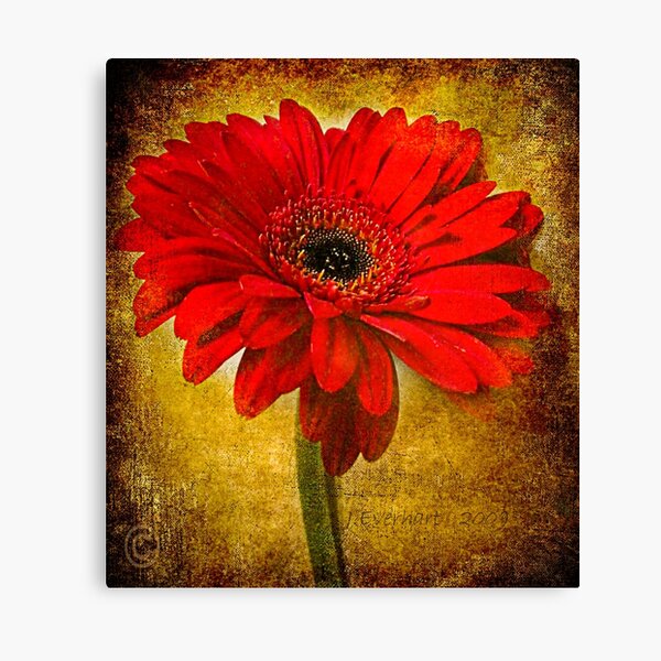 The Golden Gerbera Canvas Print