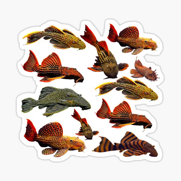 Vista previa del artículo con la obra «Colección de pegatinas de Pleco», diseñado y vendido por GFishy.