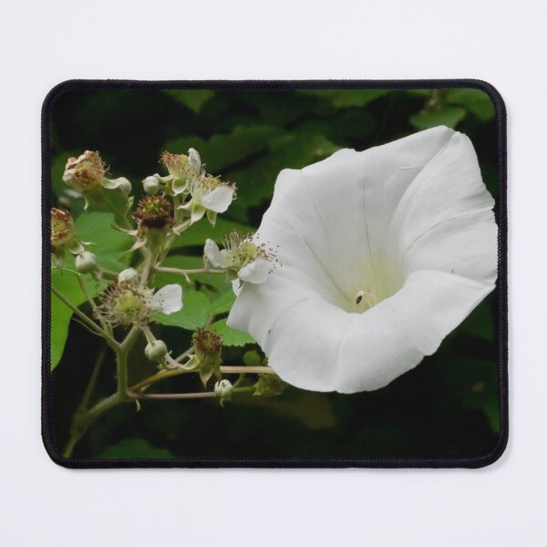 Item preview, White Flower and Buds on a Dull Summer Day designed and sold by lightworks.