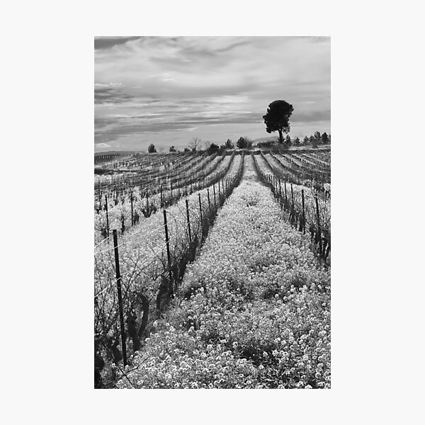 Item preview, Black and white vines. designed and sold by Paul Pasco.