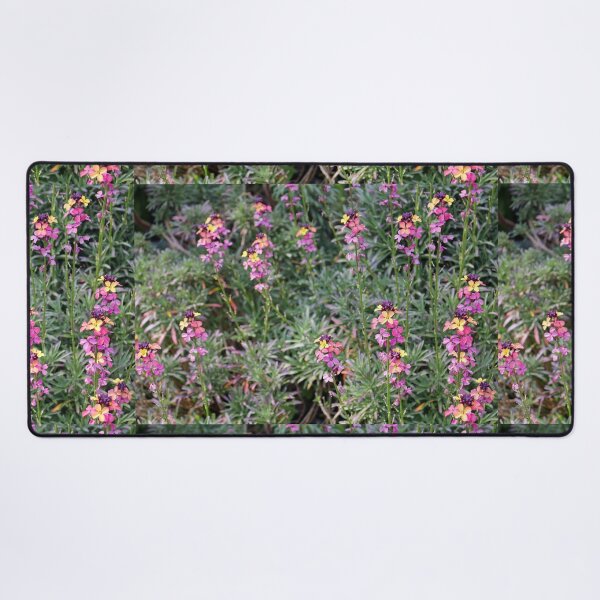 Item preview, Erysimum designed and sold by pinkal.