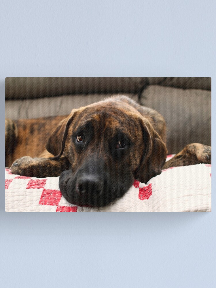 Brindle store mastiff mix