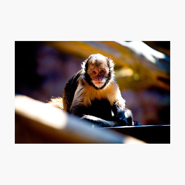 Good As Gold Photographic Print