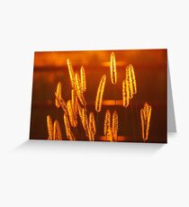 The Golden Hour Greeting Card