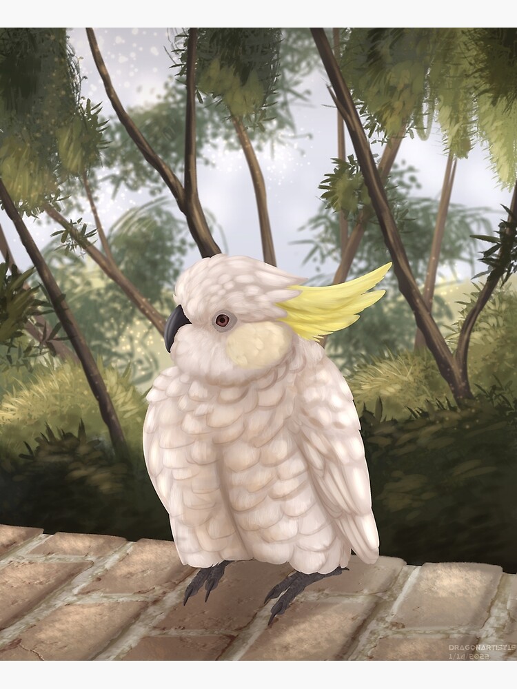 "Fluffed up sulphur cockatoo" Poster for Sale by DragonArtist15 Redbubble