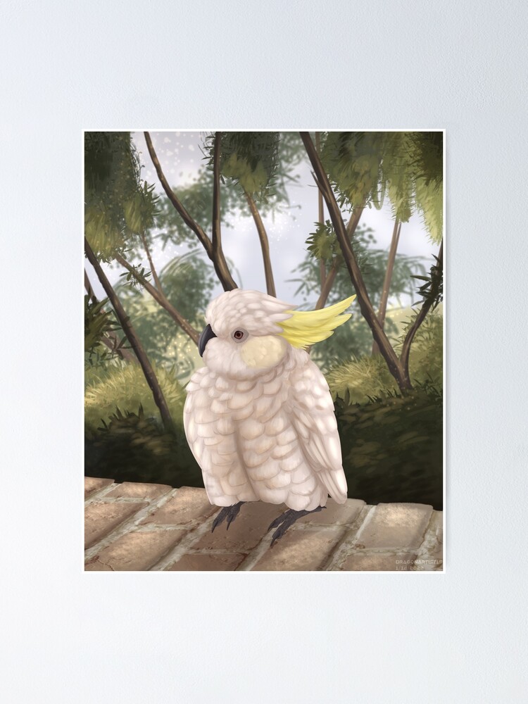 "Fluffed up sulphur cockatoo" Poster for Sale by DragonArtist15 Redbubble