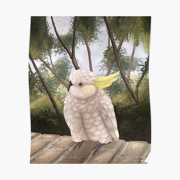 "Fluffed up sulphur cockatoo" Poster for Sale by DragonArtist15 Redbubble