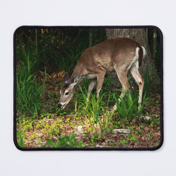 Item preview, Yong deer grazing II designed and sold by Texas Enfocus Photography.