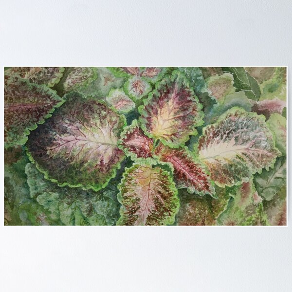Item preview, Coleus #2 designed and sold by BeeGarland.