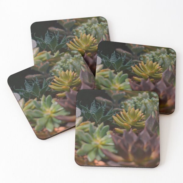 Item preview, BEAUTIFUL SUCCULENTS (2) designed and sold by espefloresca.