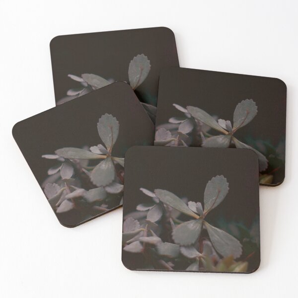Item preview, BEAUTIFUL SUCCULENTS (3) designed and sold by espefloresca.