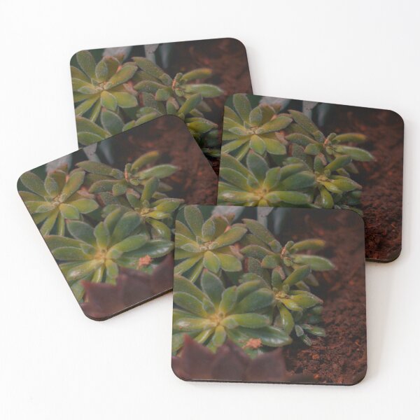 Item preview, BEAUTIFUL SUCCULENTS (4) designed and sold by espefloresca.