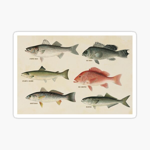 Saltwater Fish Sticker