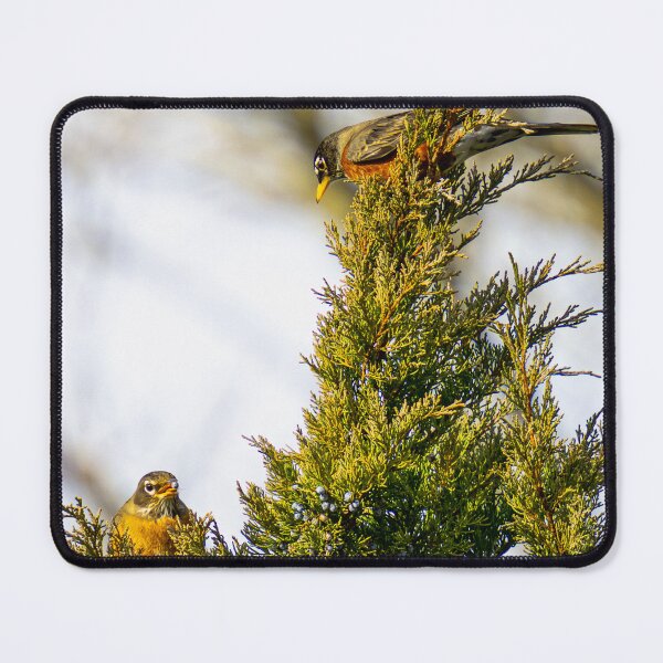 Item preview, Robins on a Juniper Bush designed and sold by Lauren1235.