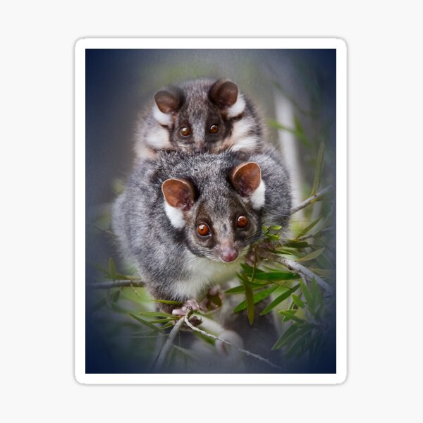 Snapple Possum Jeans Sticker For Sale By Jollybunny Redbubble