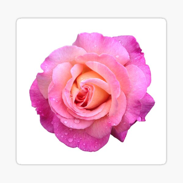 Chicago Peace Rose Sticker