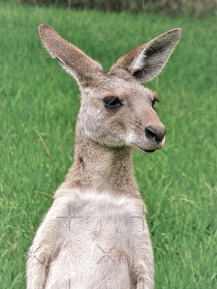 Funny kangaroo face\