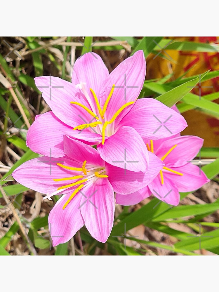 "Storm lily. Lilies. Group of. Hidden gem. No3. Photo" Poster by