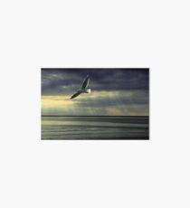 Jonathan Livingston Seagull Art Board
