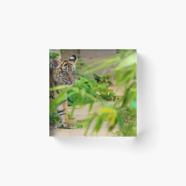 Item preview, A baby tiger peeks through the brush designed and sold by noblephoto.