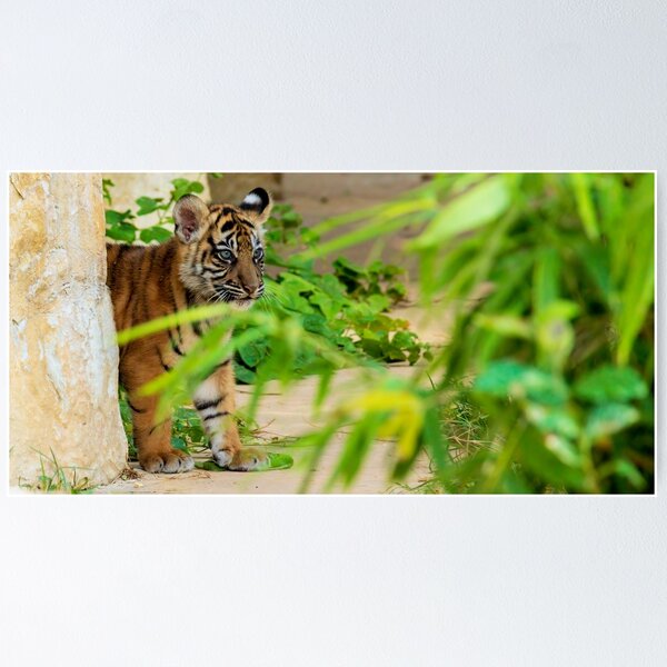 Item preview, A baby tiger peeks through the brush designed and sold by noblephoto.