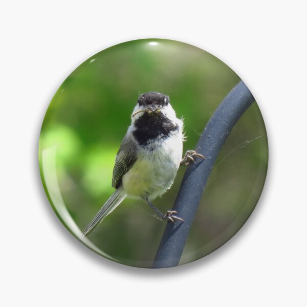 Item preview, Black-capped Chickadee Staring designed and sold by BackyardBirder.