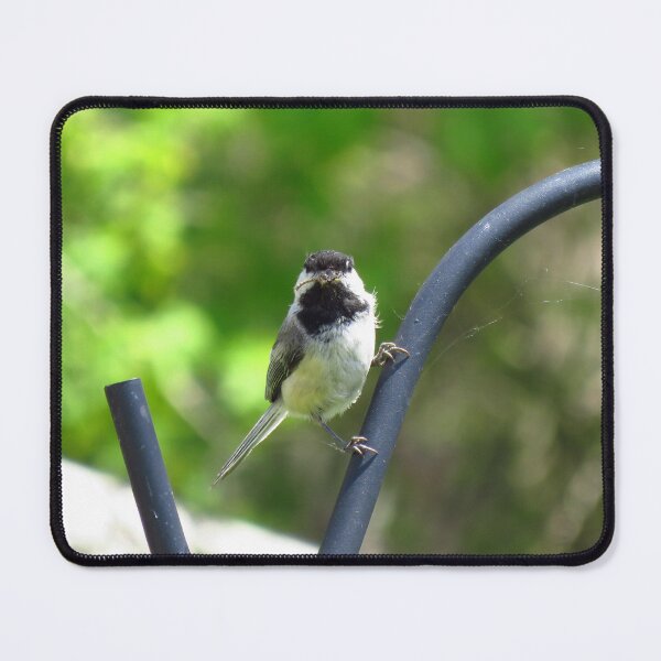 Item preview, Black-capped Chickadee Staring designed and sold by BackyardBirder.