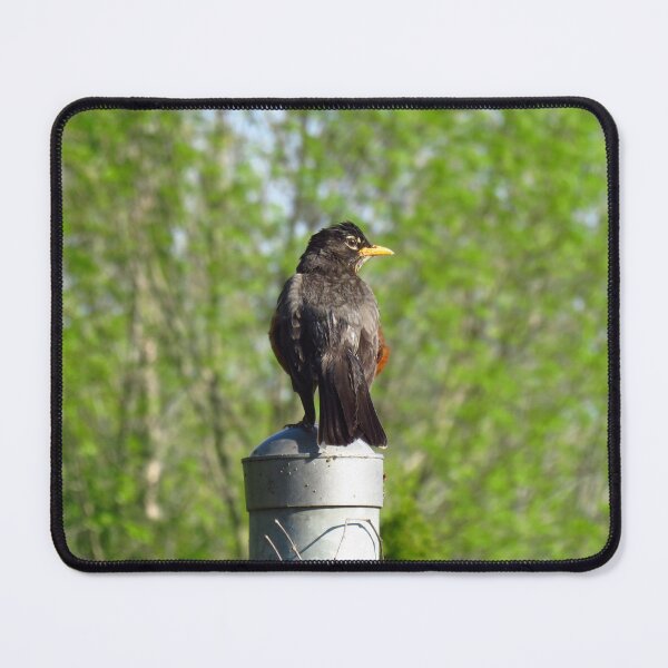 Item preview, American Robin Perched On A Fence Post designed and sold by BackyardBirder.