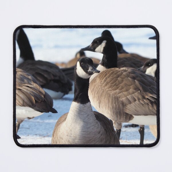 Item preview, Canada Geese Standing In The Snow - Wild Canada Goose Bird designed and sold by BackyardBirder.