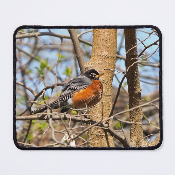 Item preview, American Robin In A Tree designed and sold by BackyardBirder.