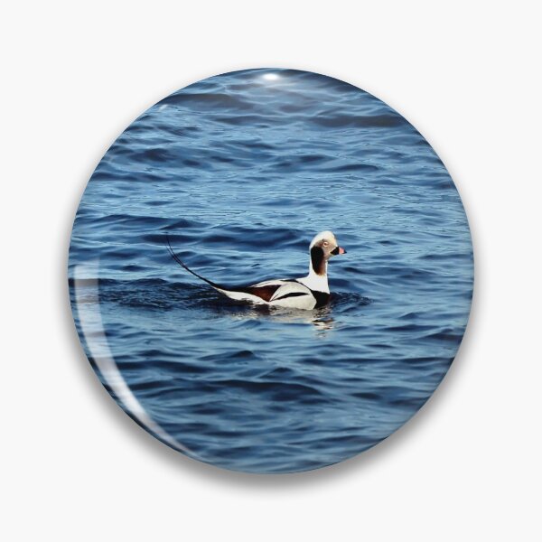 Item preview, A Long-tailed Duck Swimming designed and sold by BackyardBirder.