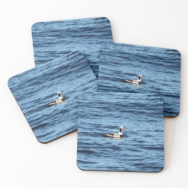 Item preview, A Long-tailed Duck Swimming designed and sold by BackyardBirder.