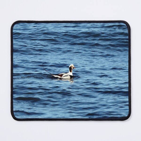 Item preview, A Long-tailed Duck Swimming designed and sold by BackyardBirder.