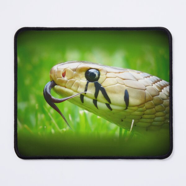 Item preview, Blacktail Cribo Snake Portrait designed and sold by Creatures of Nightshade.