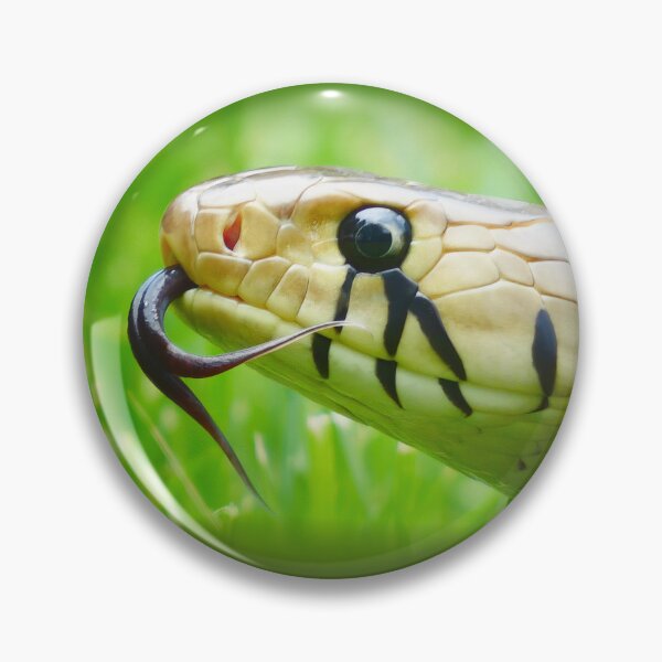 Blacktail Cribo Snake Portrait Pin